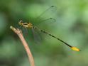 Heteragrion majus (Mountain Flatwing) male-2.jpg